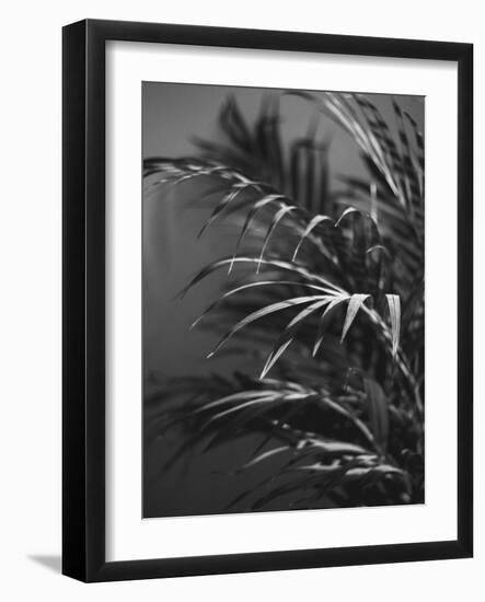 Black Plant-Design Fabrikken-Framed Photographic Print