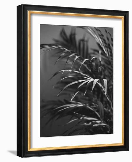 Black Plant-Design Fabrikken-Framed Photographic Print