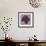 Black Plum 1-Ariane Martine-Framed Art Print displayed on a wall