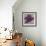 Black Plum 2-Ariane Martine-Framed Art Print displayed on a wall