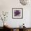 Black Plum 2-Ariane Martine-Framed Art Print displayed on a wall