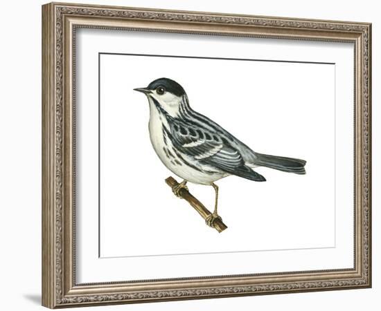 Black-Poll Warbler (Dendroica Striata), Birds-Encyclopaedia Britannica-Framed Art Print