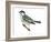 Black-Poll Warbler (Dendroica Striata), Birds-Encyclopaedia Britannica-Framed Art Print
