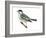Black-Poll Warbler (Dendroica Striata), Birds-Encyclopaedia Britannica-Framed Art Print