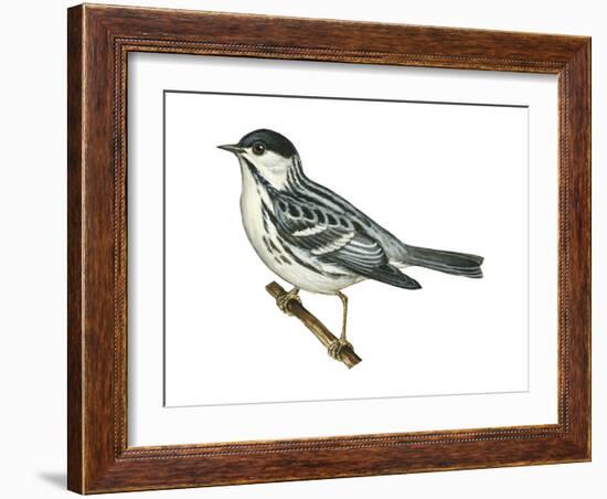 Black-Poll Warbler (Dendroica Striata), Birds-Encyclopaedia Britannica-Framed Art Print