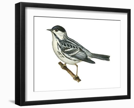 Black-Poll Warbler (Dendroica Striata), Birds-Encyclopaedia Britannica-Framed Art Print