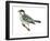 Black-Poll Warbler (Dendroica Striata), Birds-Encyclopaedia Britannica-Framed Art Print