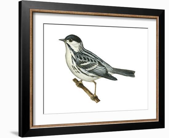 Black-Poll Warbler (Dendroica Striata), Birds-Encyclopaedia Britannica-Framed Art Print