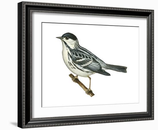 Black-Poll Warbler (Dendroica Striata), Birds-Encyclopaedia Britannica-Framed Art Print