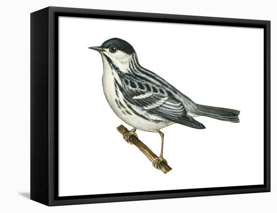 Black-Poll Warbler (Dendroica Striata), Birds-Encyclopaedia Britannica-Framed Stretched Canvas