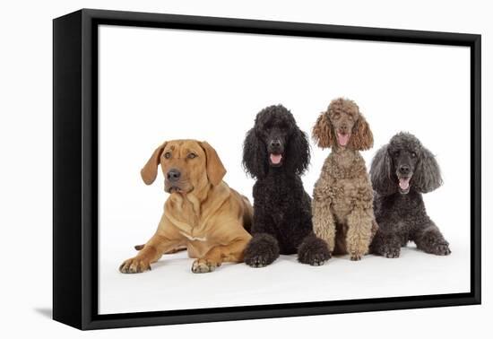 Black Poodle, Grey Poodle, Brown Miniature-null-Framed Premier Image Canvas