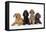 Black Poodle, Grey Poodle, Brown Miniature-null-Framed Premier Image Canvas