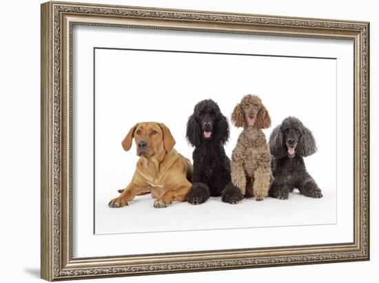 Black Poodle, Grey Poodle, Brown Miniature-null-Framed Photographic Print