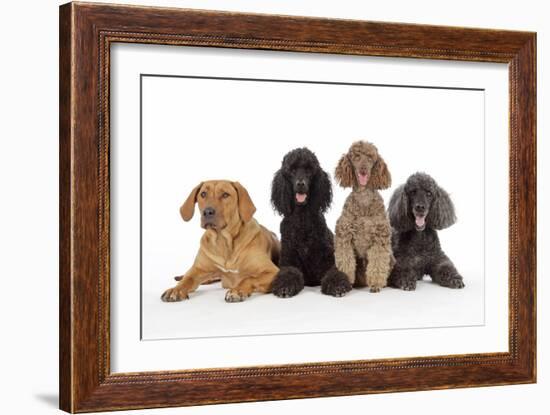 Black Poodle, Grey Poodle, Brown Miniature-null-Framed Photographic Print