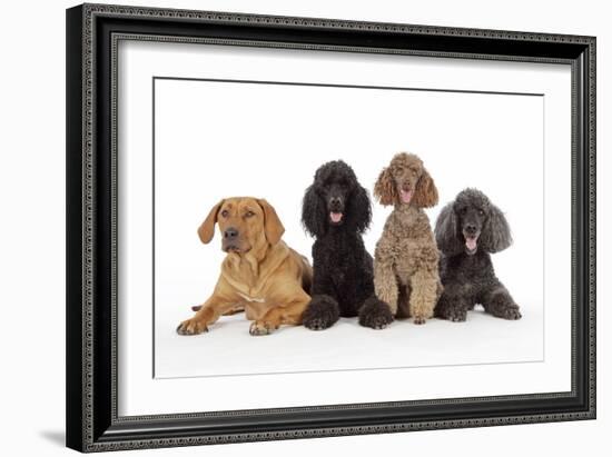 Black Poodle, Grey Poodle, Brown Miniature-null-Framed Photographic Print