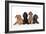 Black Poodle, Grey Poodle, Brown Miniature-null-Framed Photographic Print