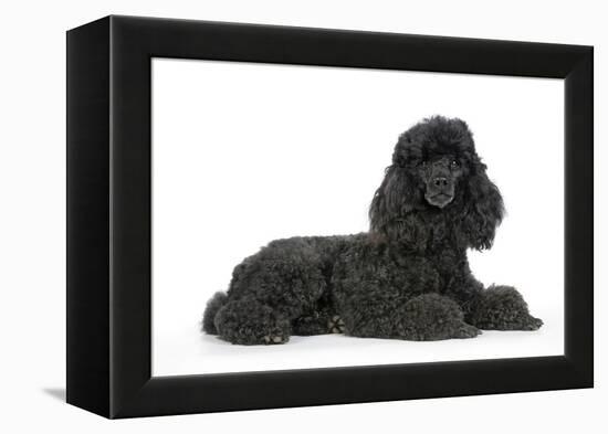 Black Poodle Lying Down-null-Framed Premier Image Canvas