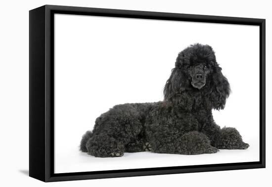 Black Poodle Lying Down-null-Framed Premier Image Canvas