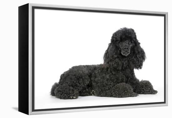 Black Poodle Lying Down-null-Framed Premier Image Canvas