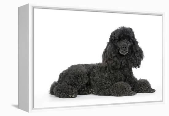 Black Poodle Lying Down-null-Framed Premier Image Canvas