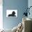 Black Poodle Lying Down-null-Photographic Print displayed on a wall