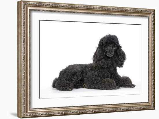 Black Poodle Lying Down-null-Framed Photographic Print