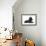 Black Poodle Lying Down-null-Framed Photographic Print displayed on a wall