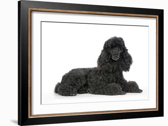 Black Poodle Lying Down-null-Framed Photographic Print