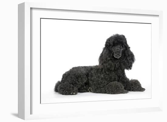 Black Poodle Lying Down-null-Framed Photographic Print