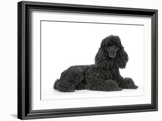 Black Poodle Lying Down-null-Framed Photographic Print