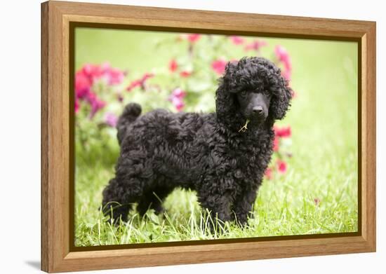 Black Poodle Outside in Garden with Grass in Mouth-null-Framed Premier Image Canvas