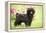 Black Poodle Outside in Garden with Grass in Mouth-null-Framed Premier Image Canvas