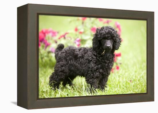 Black Poodle Outside in Garden with Grass in Mouth-null-Framed Premier Image Canvas