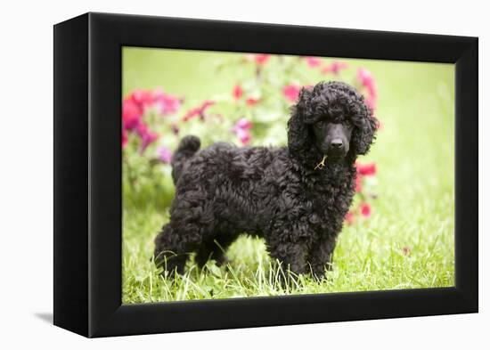 Black Poodle Outside in Garden with Grass in Mouth-null-Framed Premier Image Canvas