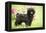 Black Poodle Outside in Garden with Grass in Mouth-null-Framed Premier Image Canvas