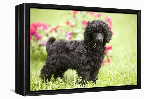 Black Poodle Outside in Garden with Grass in Mouth-null-Framed Premier Image Canvas