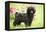 Black Poodle Outside in Garden with Grass in Mouth-null-Framed Premier Image Canvas