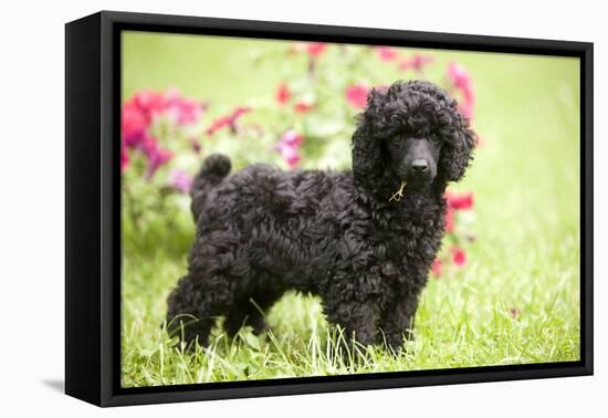 Black Poodle Outside in Garden with Grass in Mouth-null-Framed Premier Image Canvas