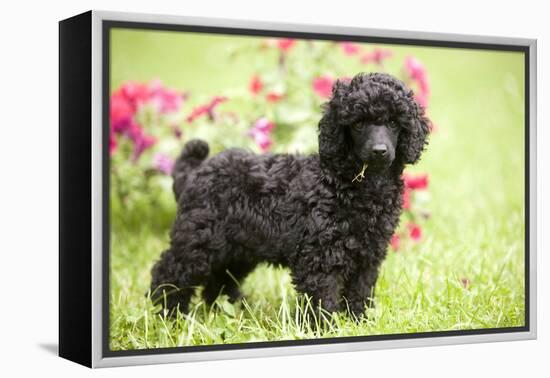 Black Poodle Outside in Garden with Grass in Mouth-null-Framed Premier Image Canvas