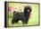 Black Poodle Outside in Garden with Grass in Mouth-null-Framed Premier Image Canvas