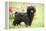 Black Poodle Outside in Garden with Grass in Mouth-null-Framed Premier Image Canvas