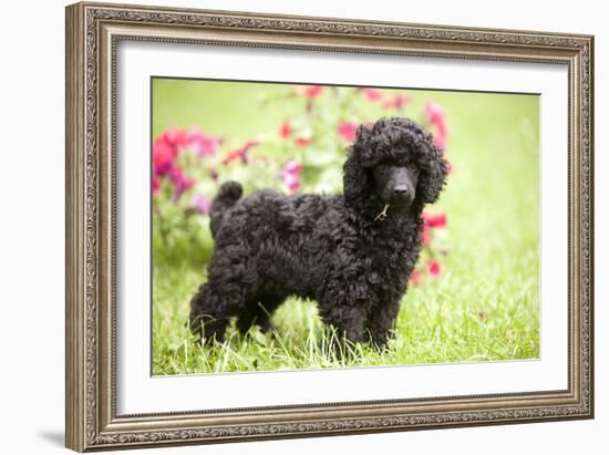 Black Poodle Outside in Garden with Grass in Mouth-null-Framed Photographic Print