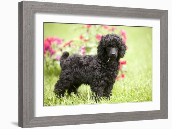 Black Poodle Outside in Garden with Grass in Mouth-null-Framed Photographic Print