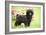 Black Poodle Outside in Garden with Grass in Mouth-null-Framed Photographic Print