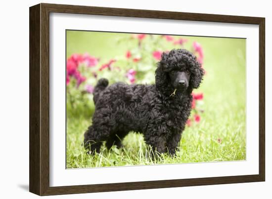 Black Poodle Outside in Garden with Grass in Mouth-null-Framed Photographic Print