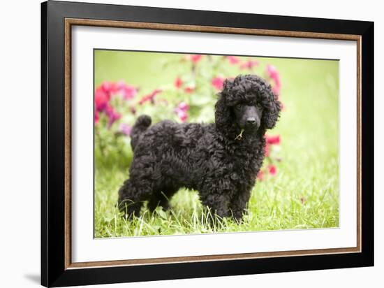 Black Poodle Outside in Garden with Grass in Mouth-null-Framed Photographic Print