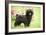 Black Poodle Outside in Garden with Grass in Mouth-null-Framed Photographic Print