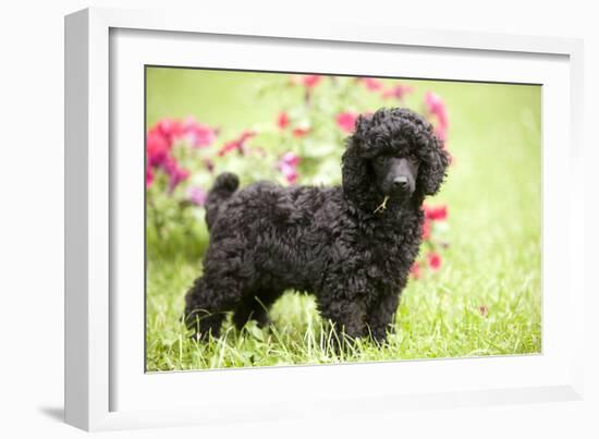 Black Poodle Outside in Garden with Grass in Mouth-null-Framed Photographic Print