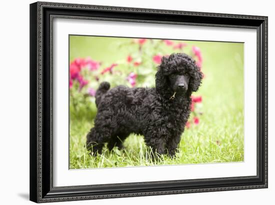 Black Poodle Outside in Garden with Grass in Mouth-null-Framed Photographic Print