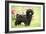 Black Poodle Outside in Garden with Grass in Mouth-null-Framed Photographic Print